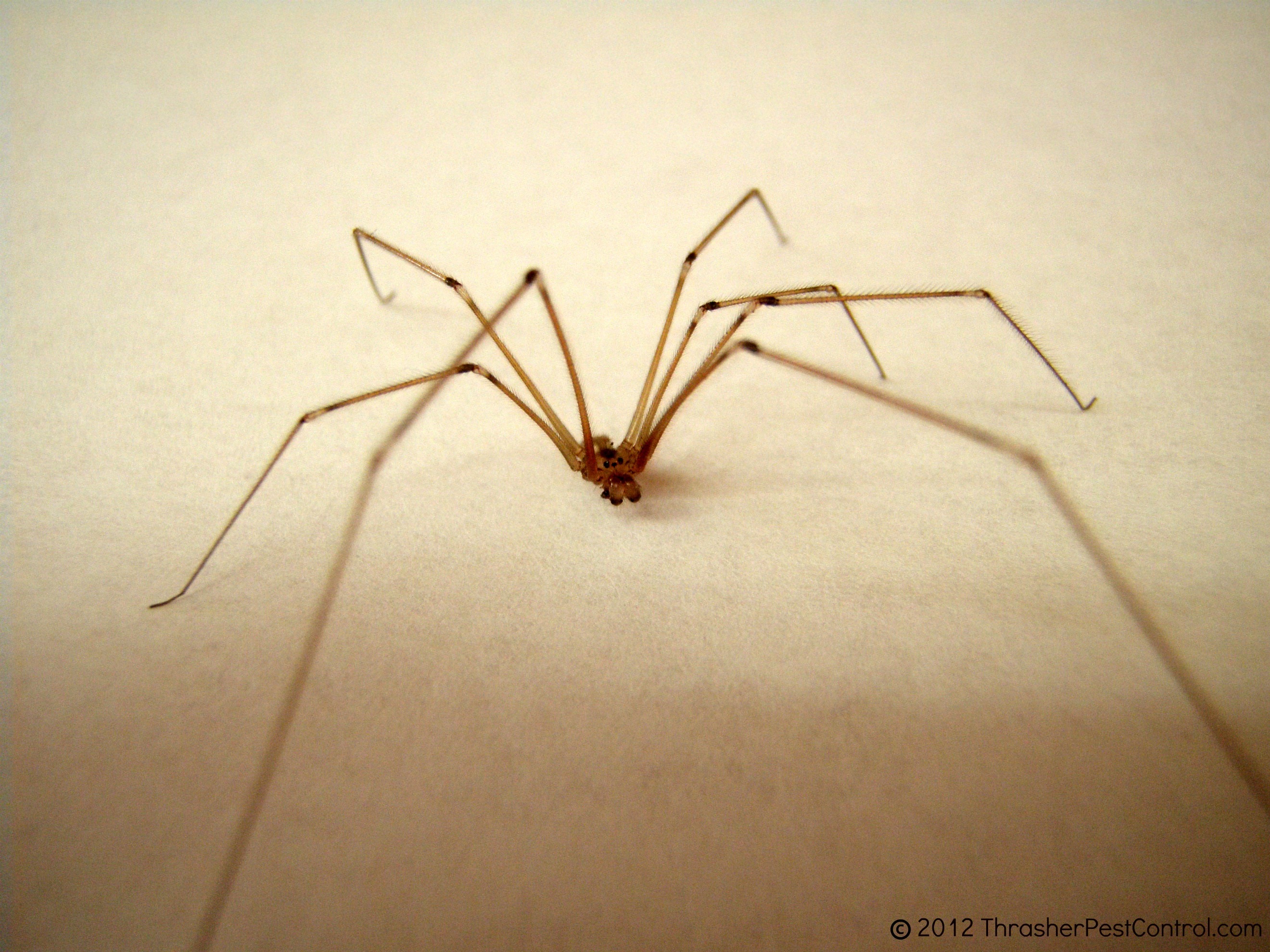 Spider-aka-Cellar-Spider-Daddy-Longlegs.jpg