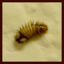Carpet Beetles on the Climb | Thrasher Termite &amp; Pest Control